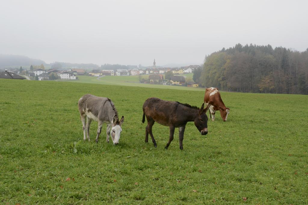 Ferienhaus Lenzenbauer Salzburg Kültér fotó